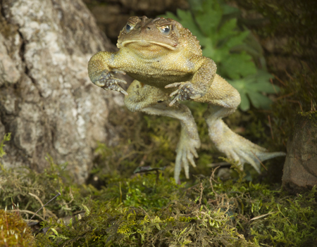 toad